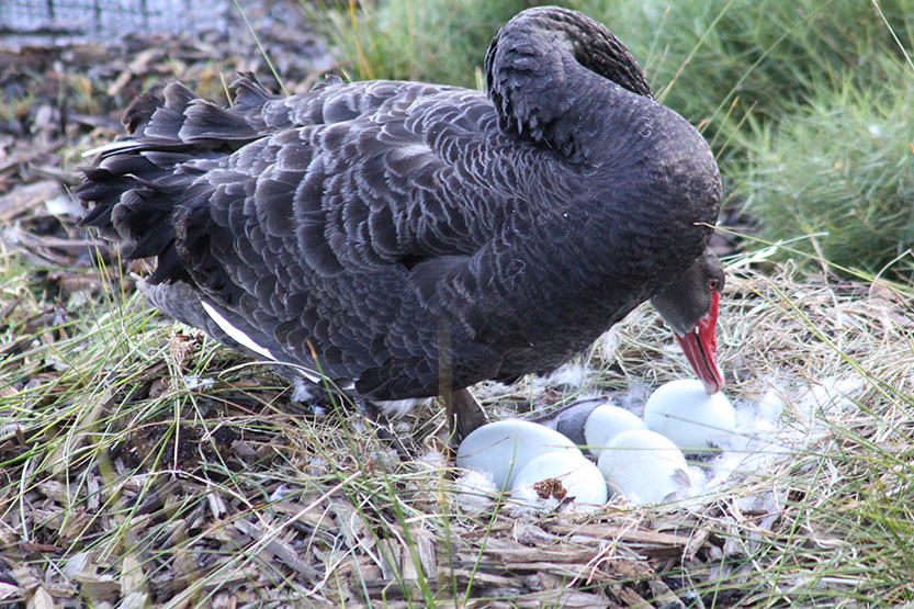 New life on floating wetlands | Docklands News