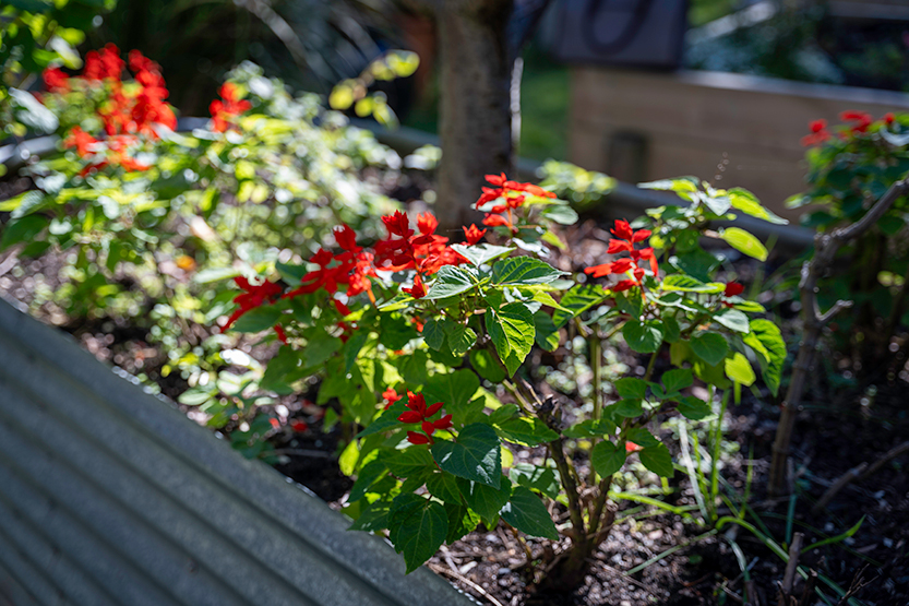 231-Community-Garden-4.jpg