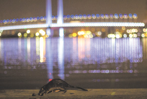 Water Rats Melbourne Encounter with a native water rat