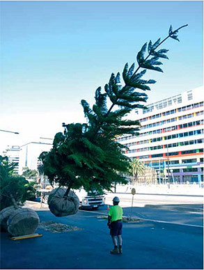 Harbour Esplanade gets its new trees